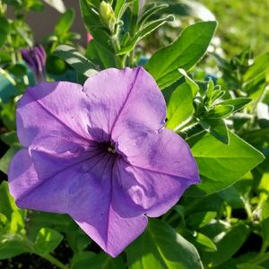 Meet your Posher, Meshell